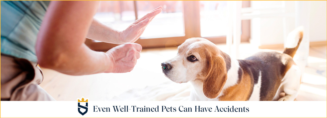 Even Well-Trained Pets Can Have Accidents